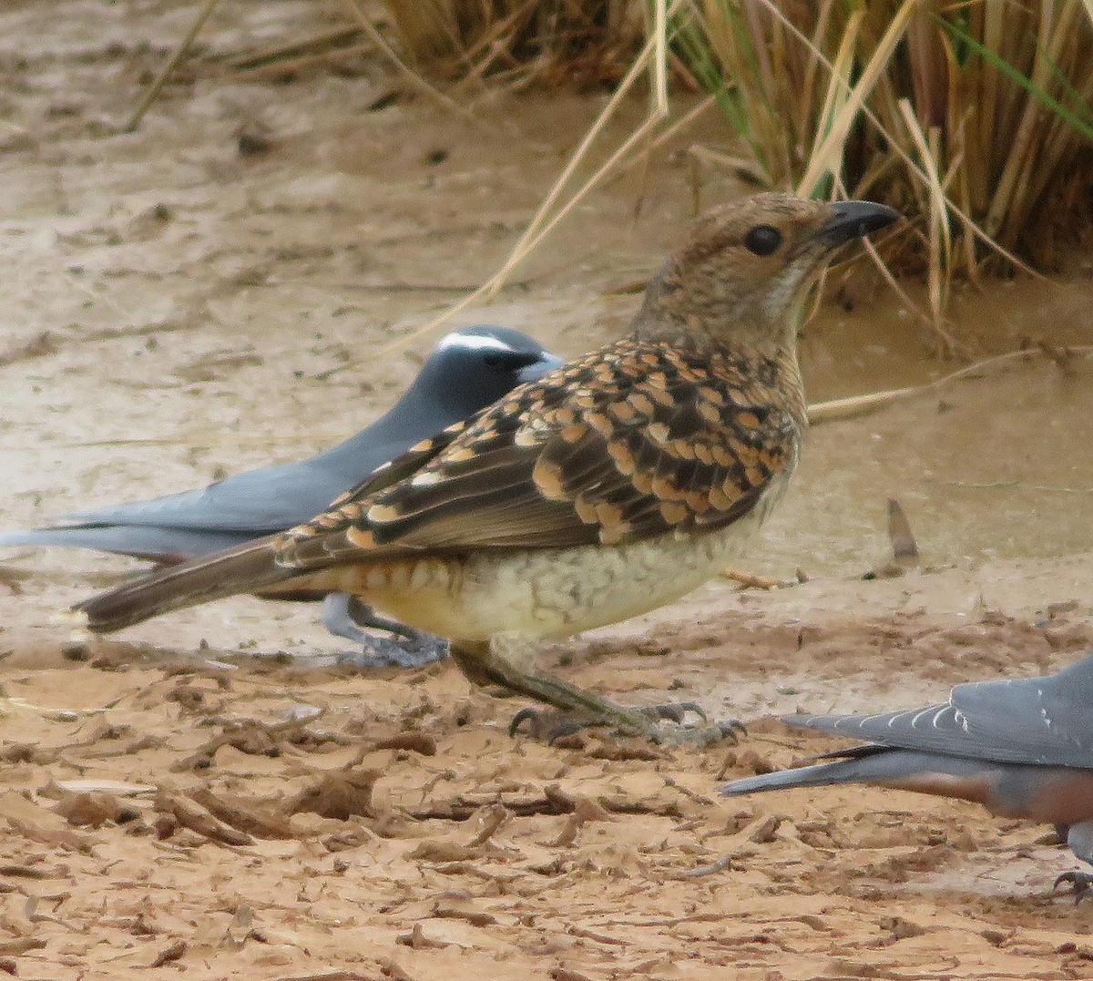 Spotted Bowerbird - ML627421446