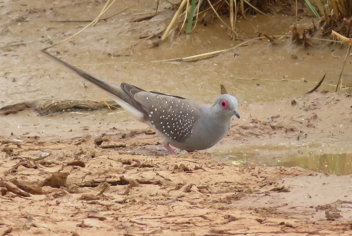 Diamond Dove - ML627421447