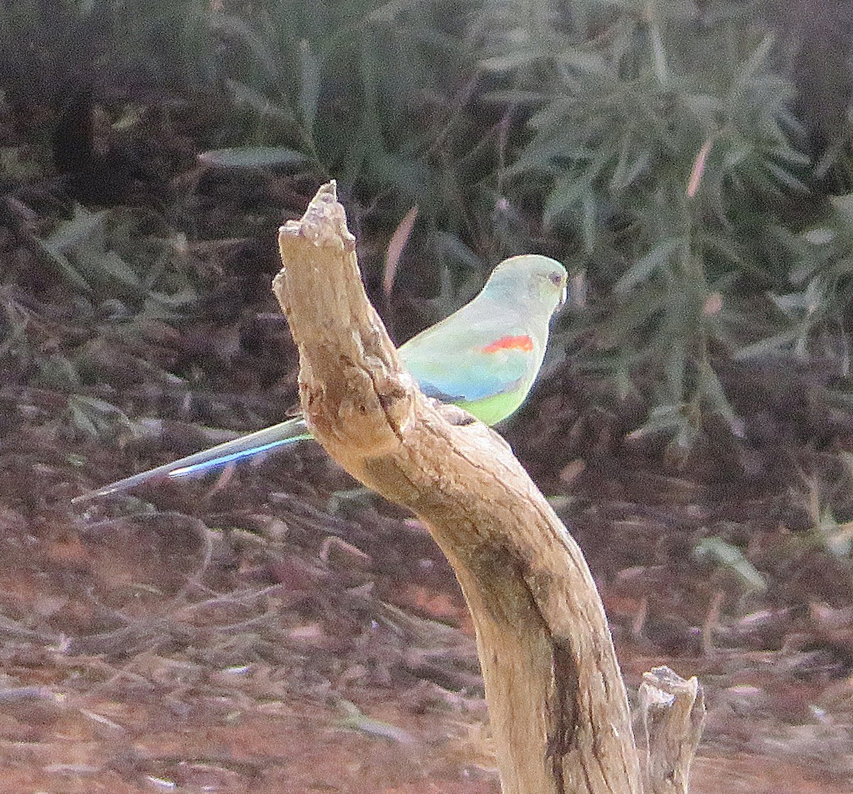 Mulga Parrot - ML627421450