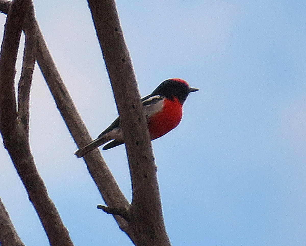 Red-capped Robin - ML627421451