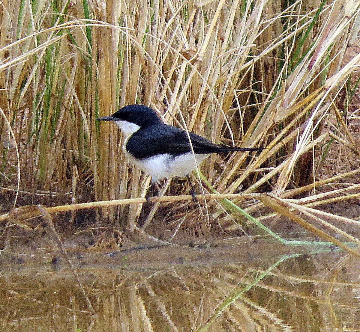 Restless Flycatcher - ML627421455