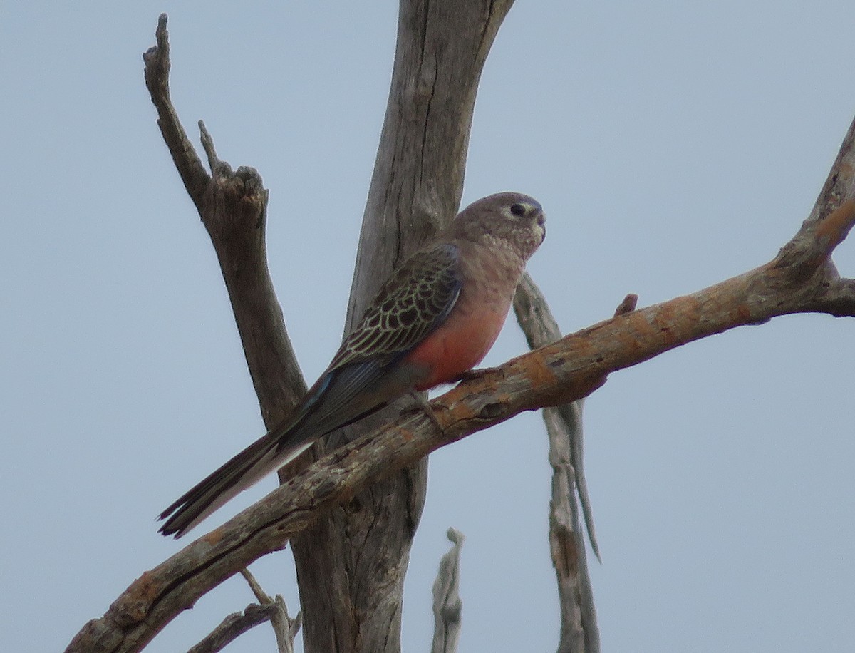 Bourke's Parrot - ML627421457