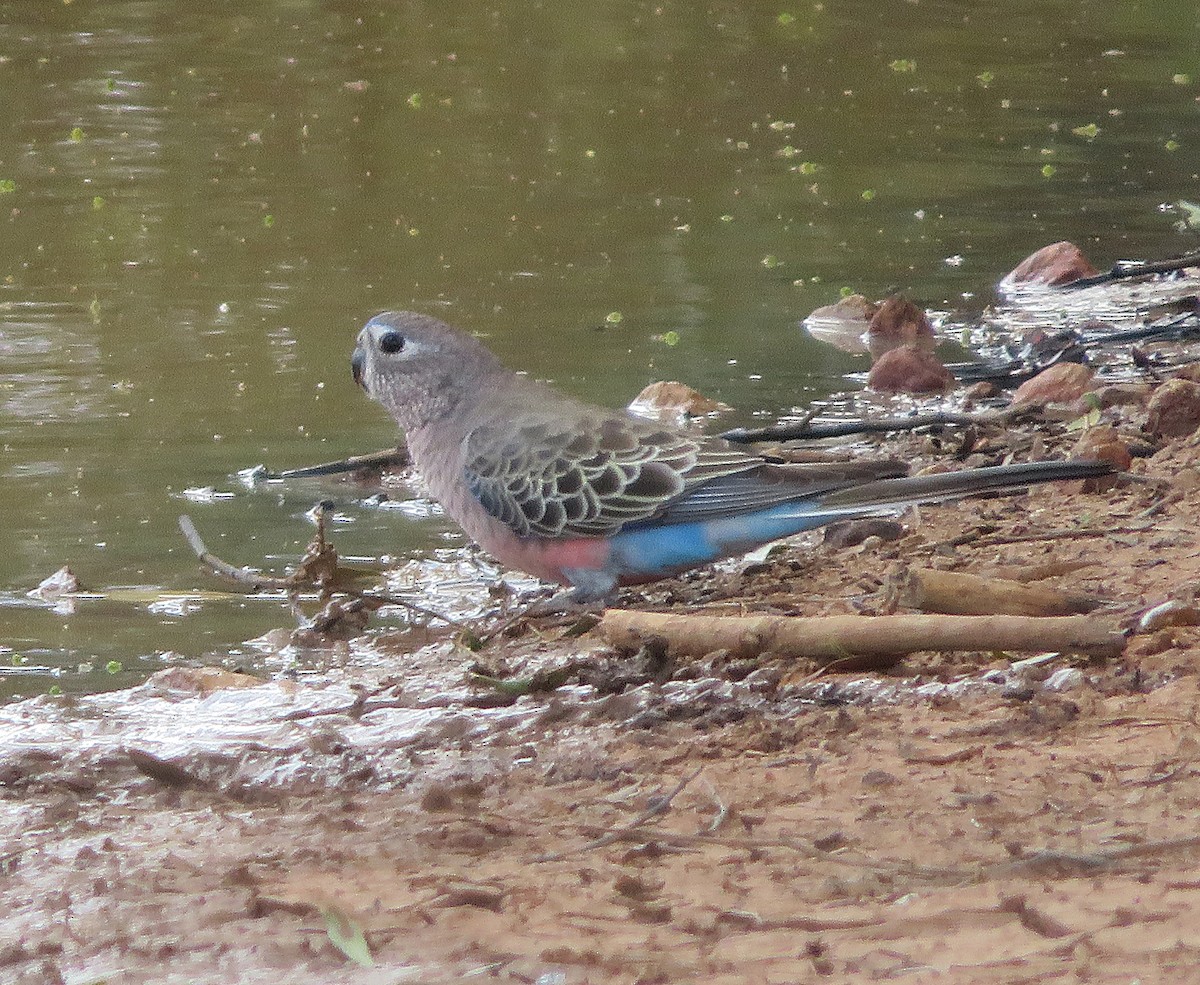 Bourke's Parrot - ML627421458