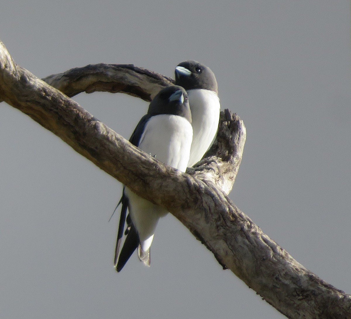 White-breasted Woodswallow - ML627421502