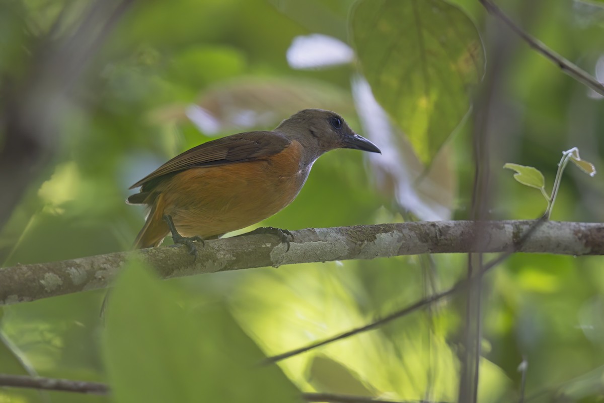 Raja Ampat Pitohui - ML627421503