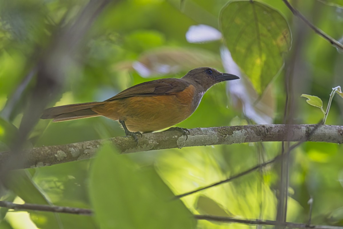 Raja Ampat Pitohui - ML627421505