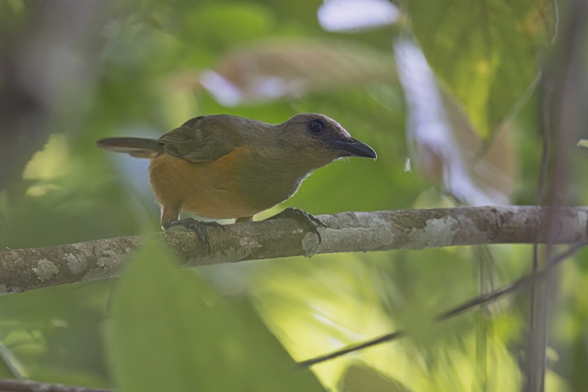 Raja Ampat Pitohui - ML627421506