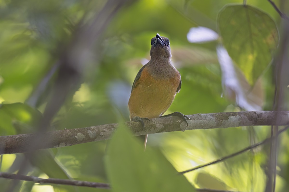 Raja Ampat Pitohui - ML627421507