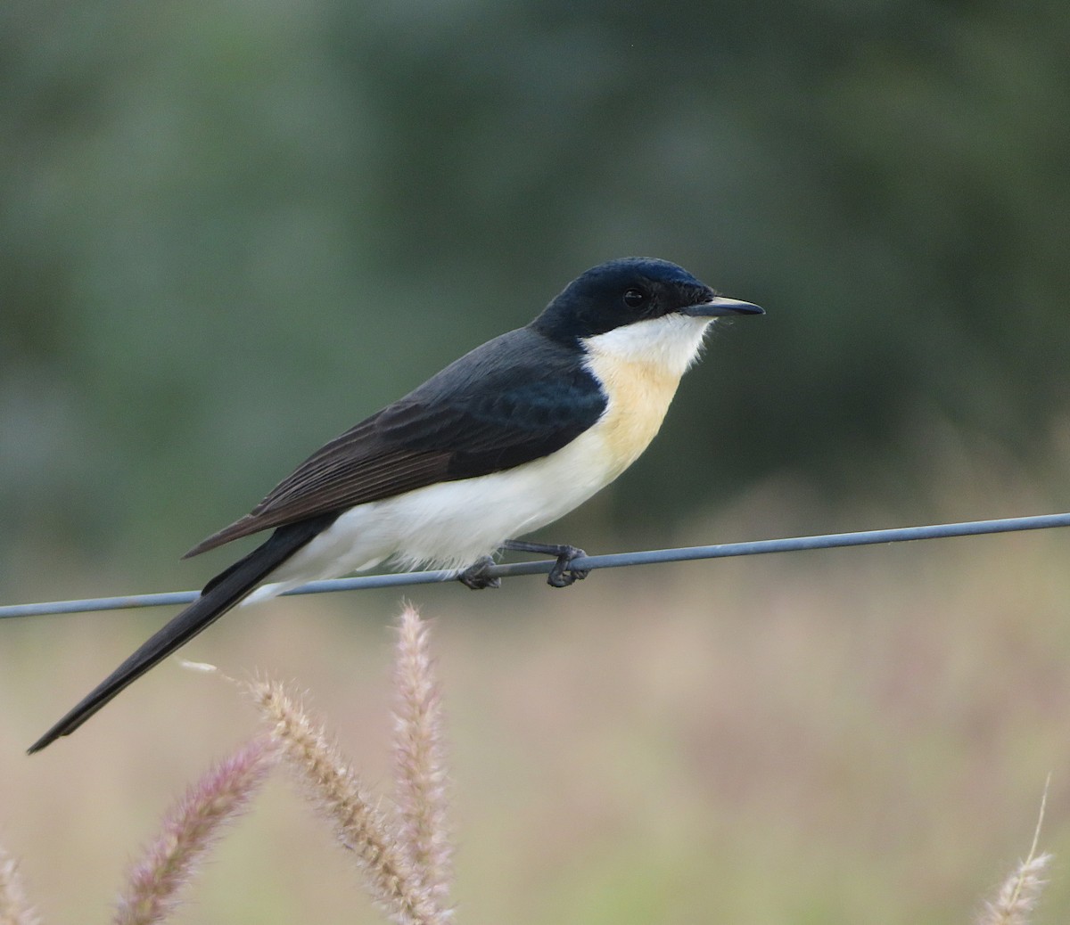 Restless Flycatcher - ML627421510