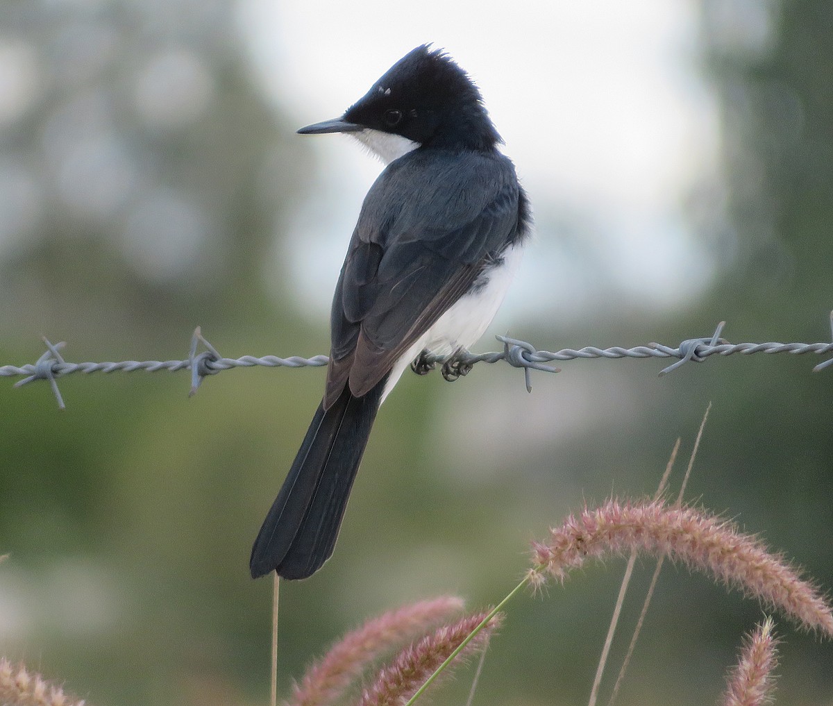 Restless Flycatcher - ML627421520