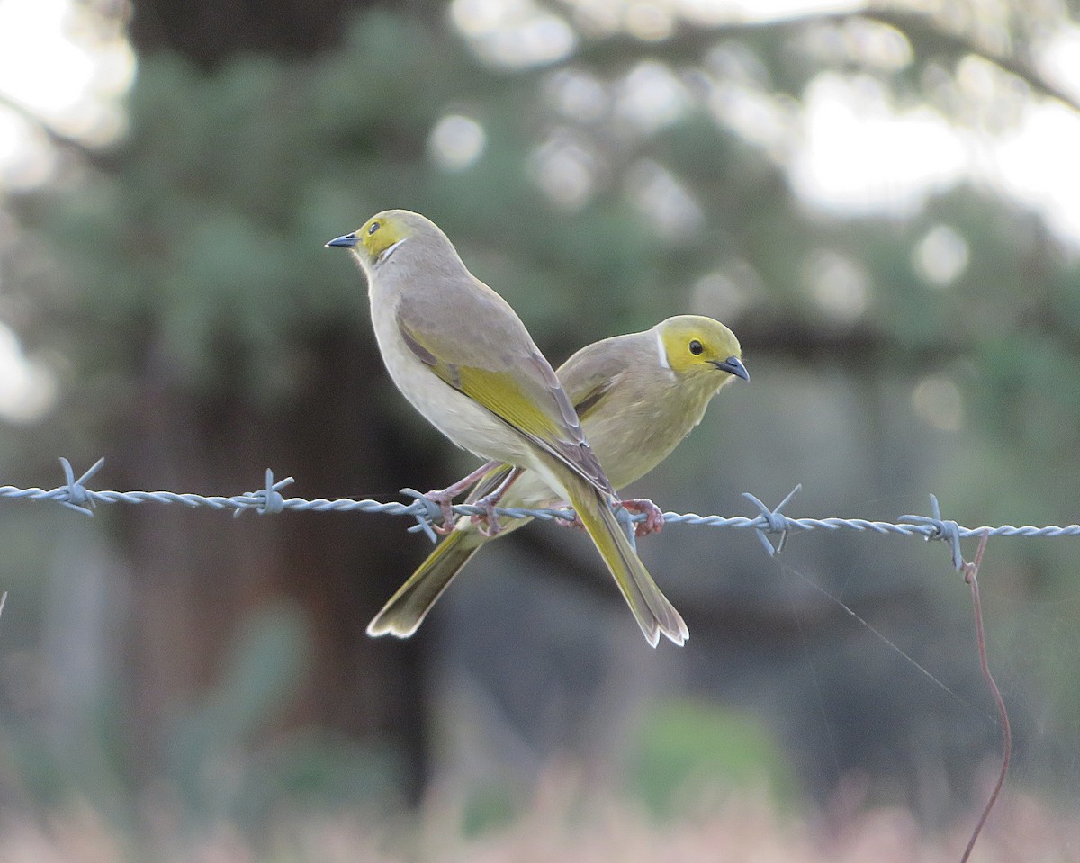 White-plumed Honeyeater - ML627421523