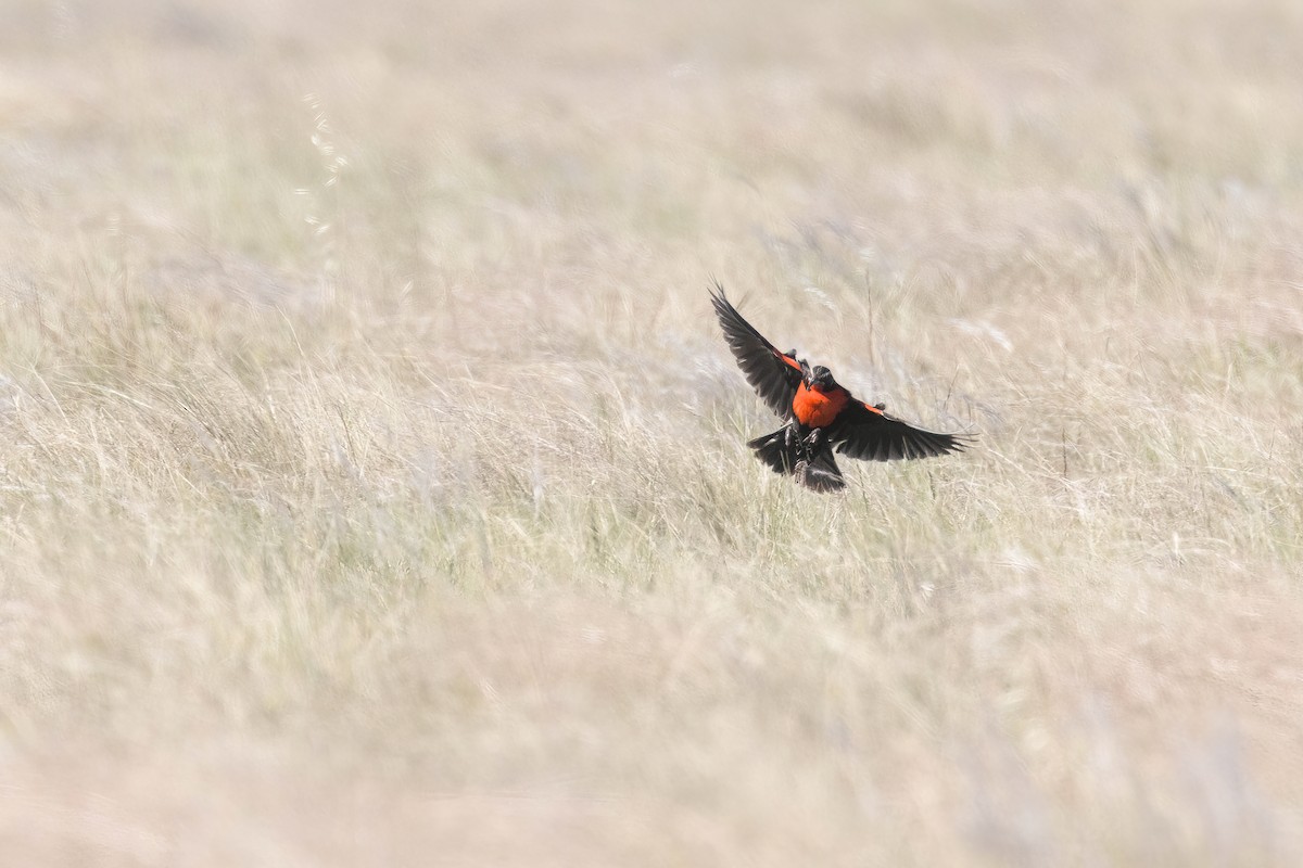 Pampas Meadowlark - ML627421524