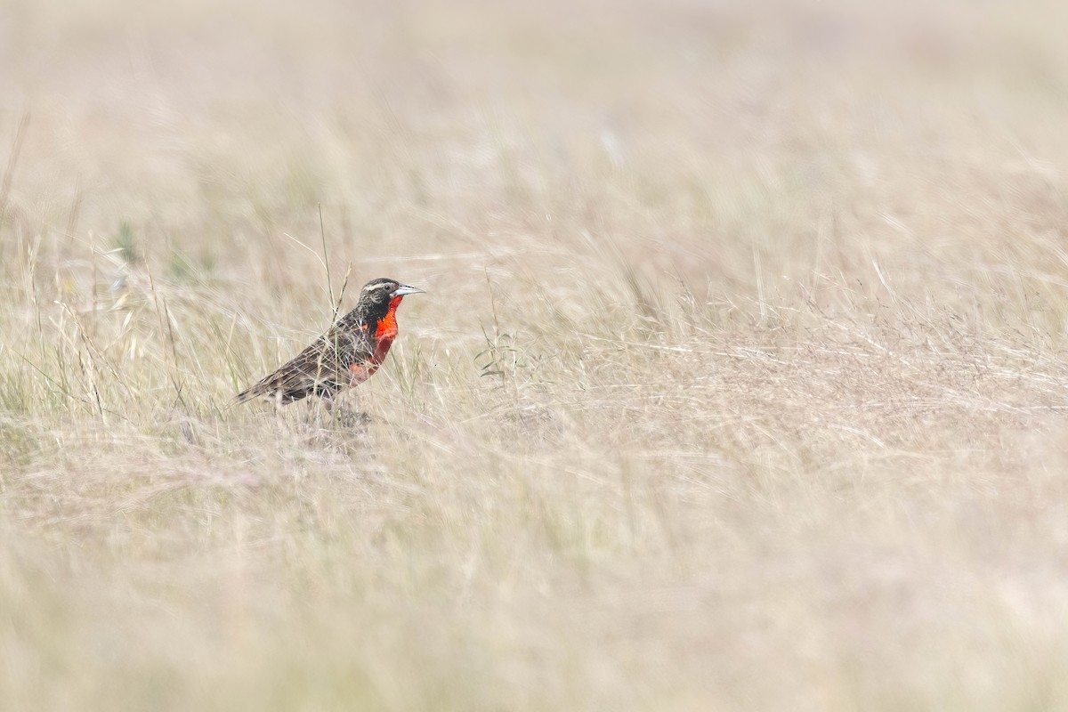 Pampas Meadowlark - ML627421525