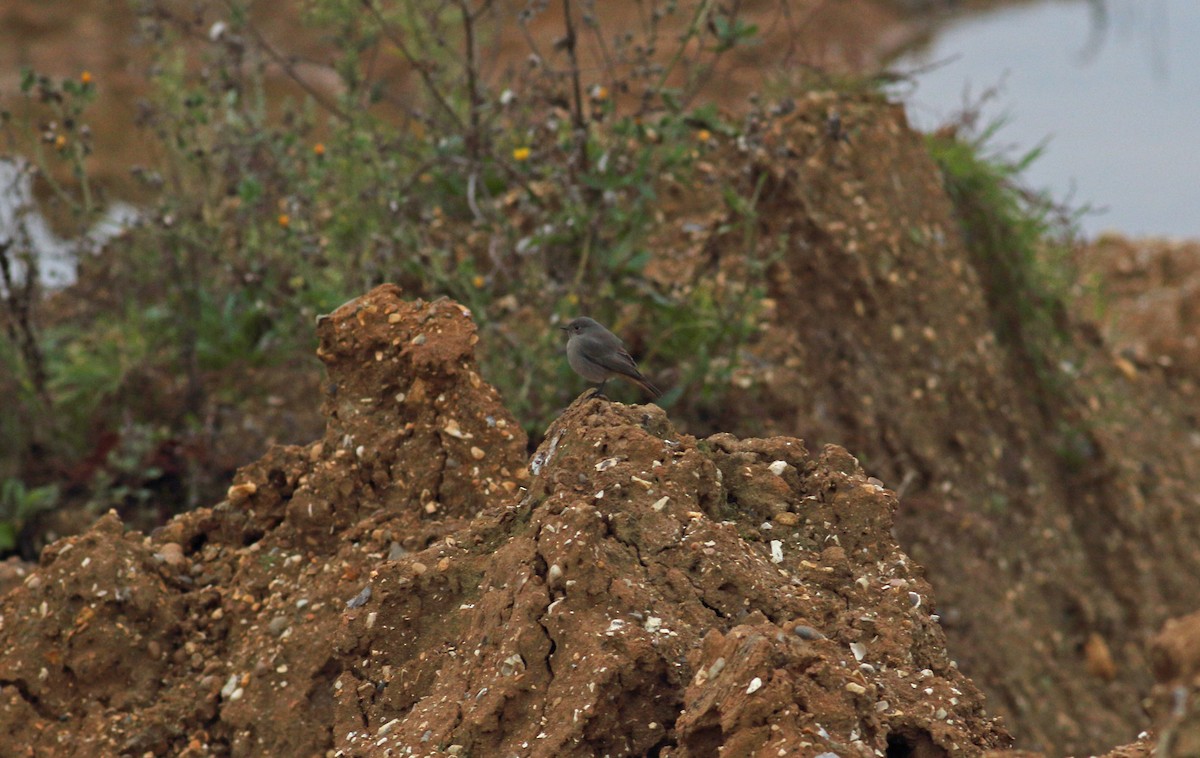 Black Redstart - ML627421529