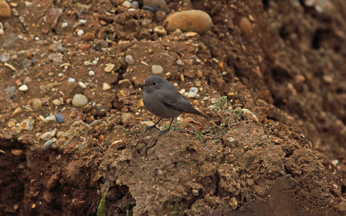 Black Redstart - ML627421531