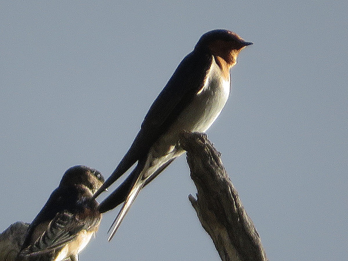 Welcome Swallow - ML627421545