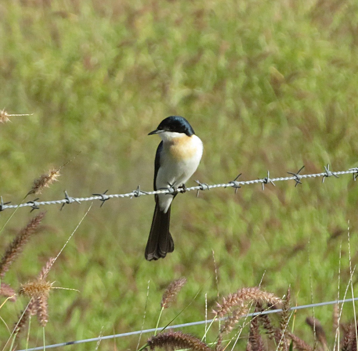 Restless Flycatcher - ML627421562