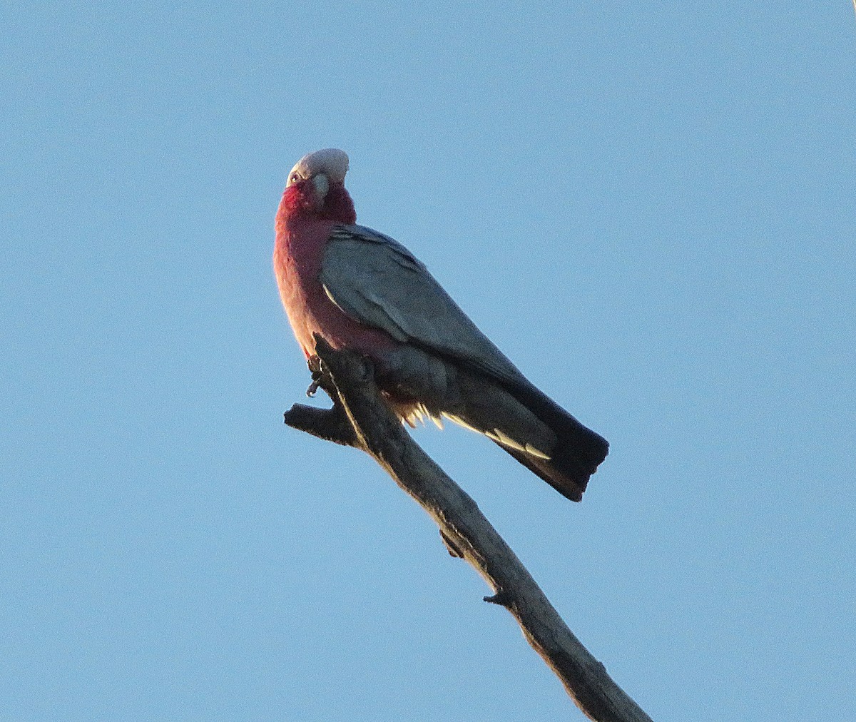 Galah - ML627421565