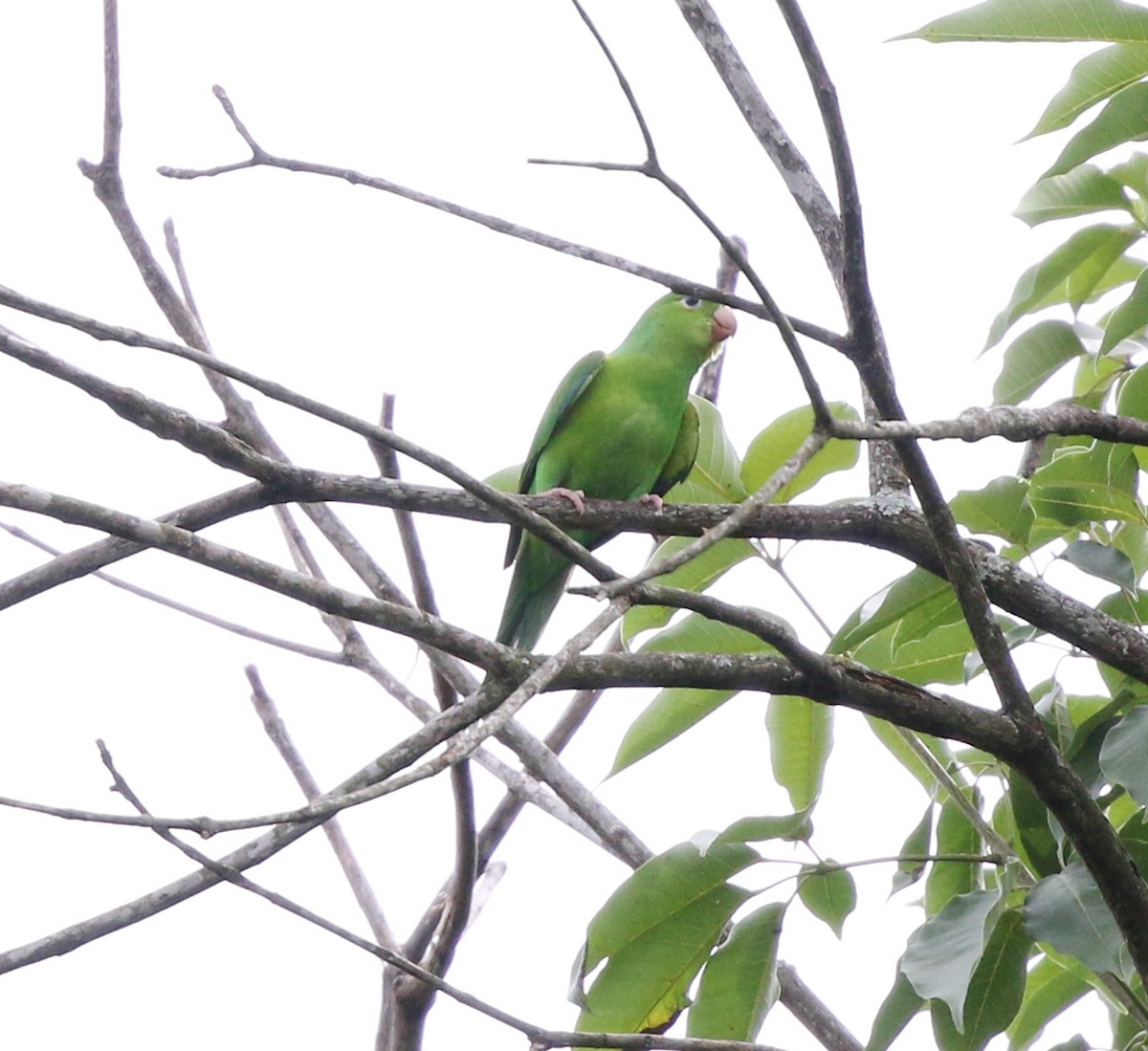 Plain Parakeet - ML627421612