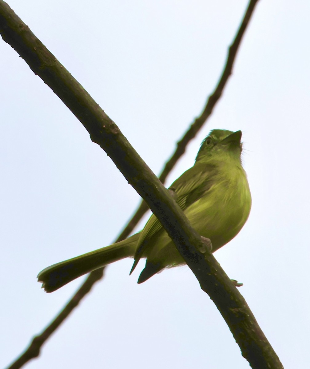 Yellow-olive Flatbill - ML627421656