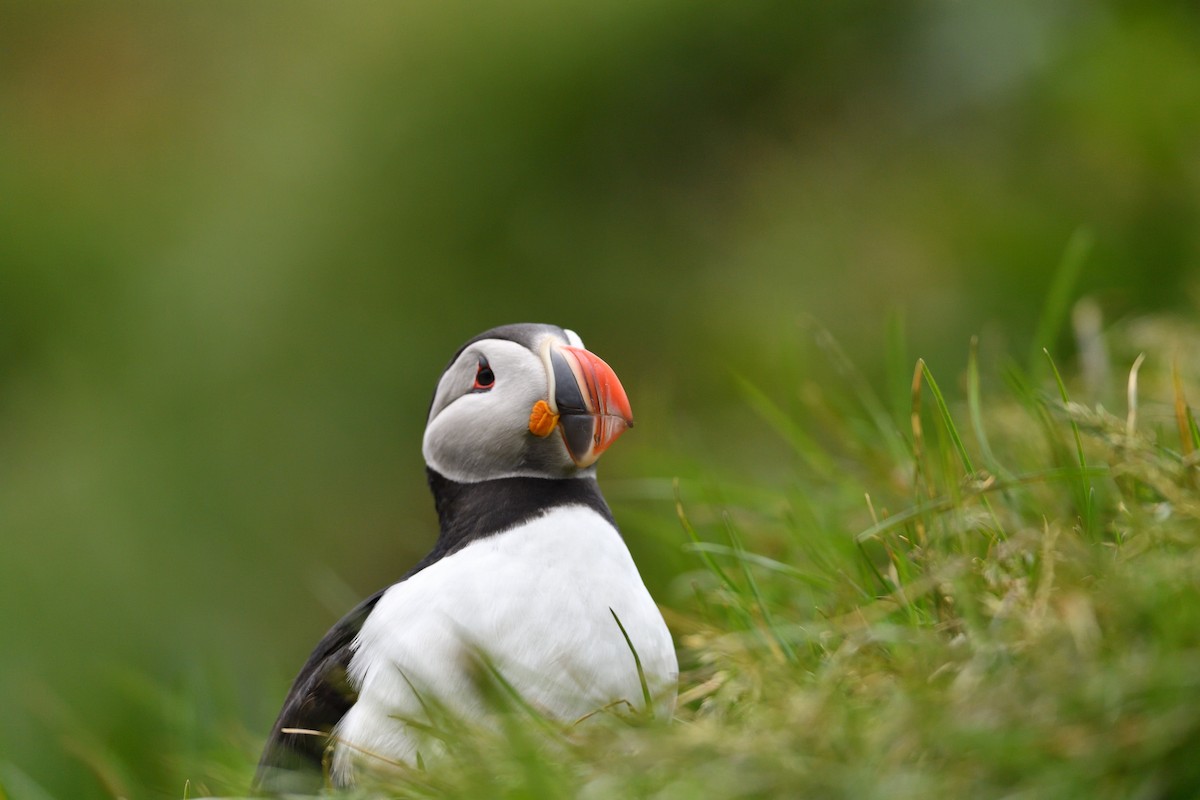 Atlantic Puffin - ML627421674