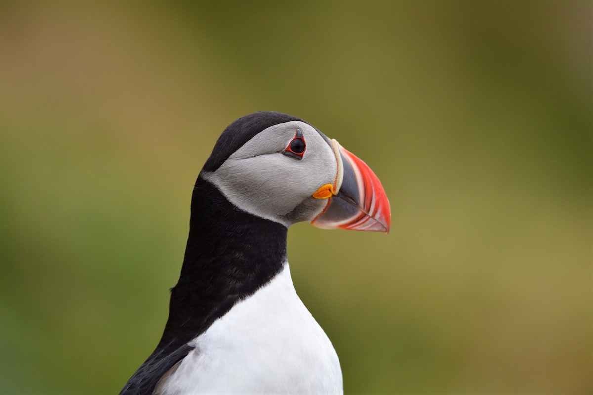 Atlantic Puffin - ML627421675