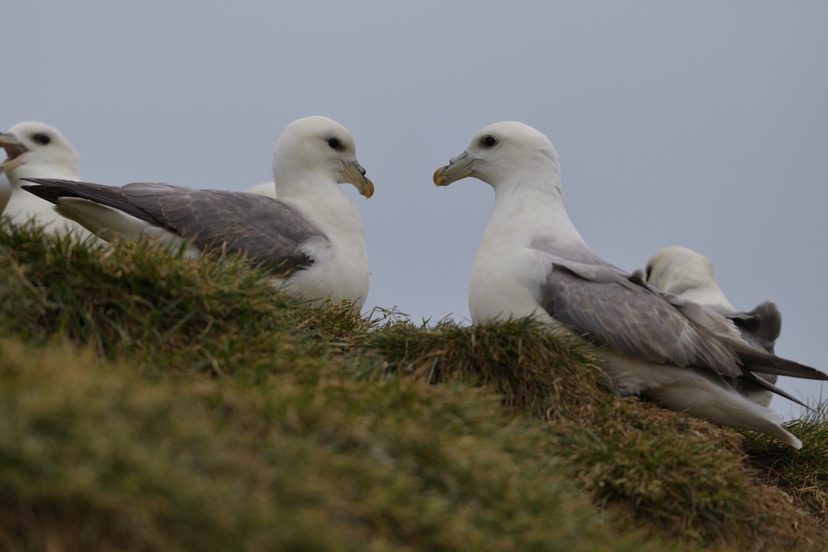 Northern Fulmar - ML627421679