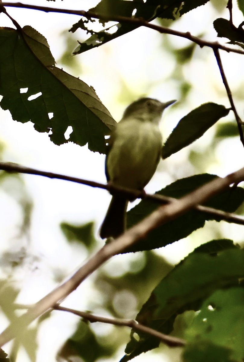 Yellow-olive Flatbill - ML627421708