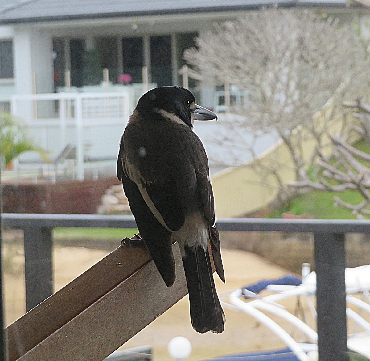 Gray Butcherbird - ML627421733