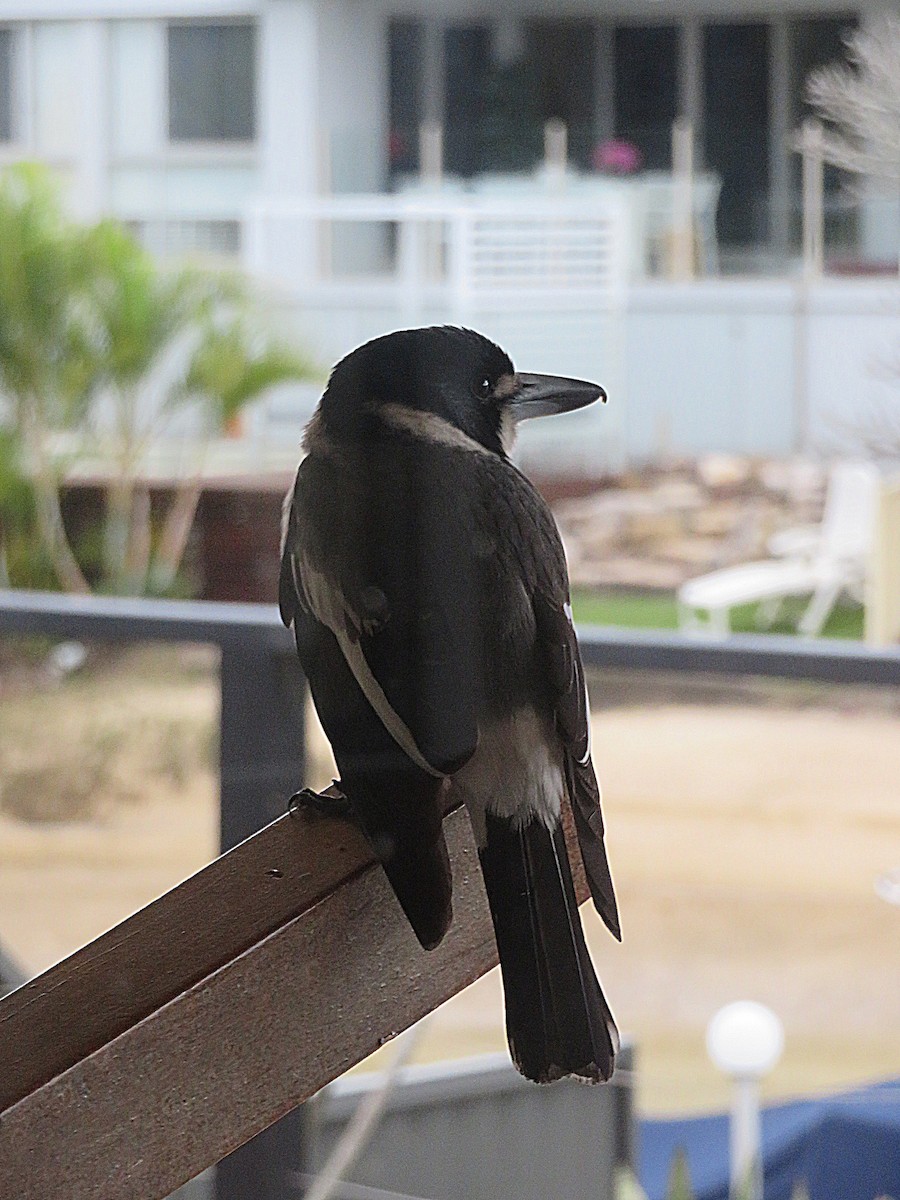 Gray Butcherbird - ML627421734