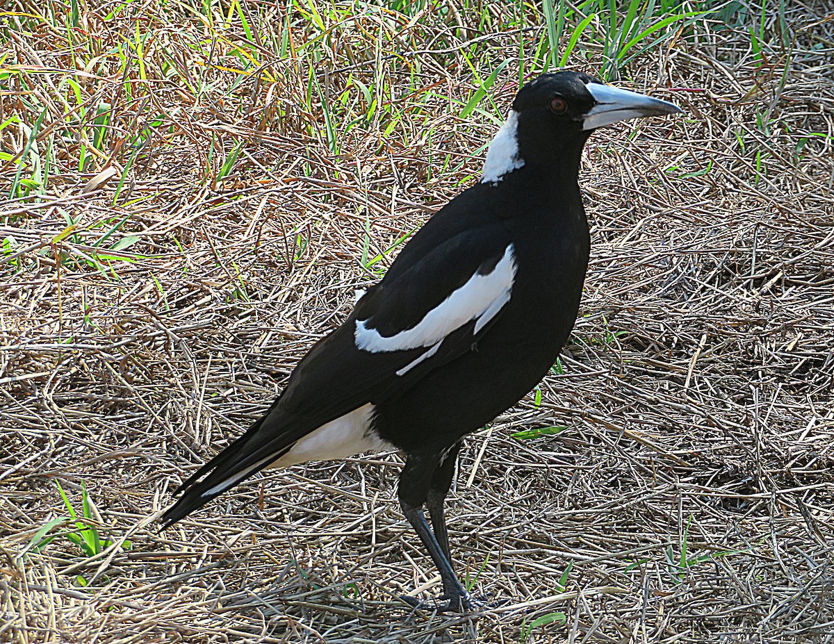 Australian Magpie - ML627421762