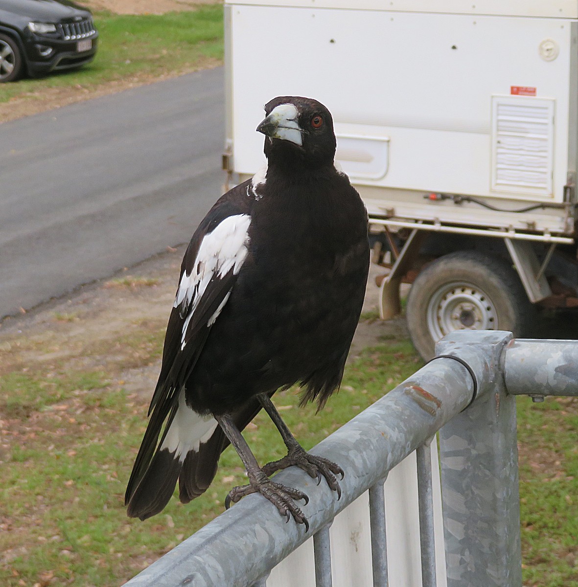 Australian Magpie - ML627421821