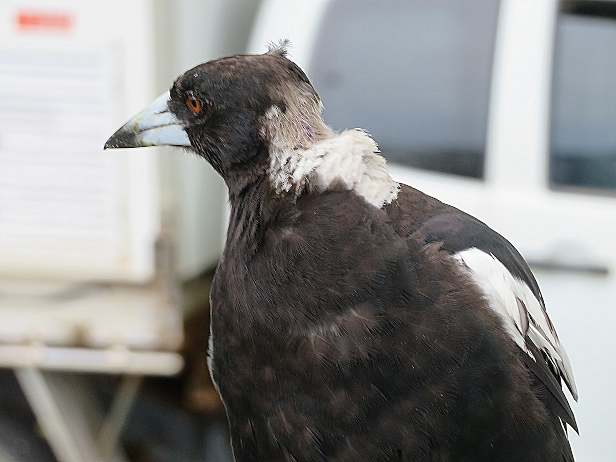 Australian Magpie - ML627421823