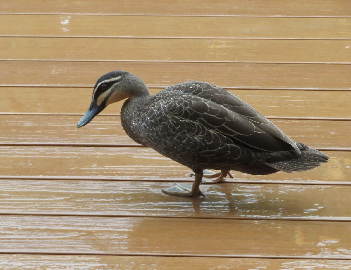 Pacific Black Duck - ML627421989