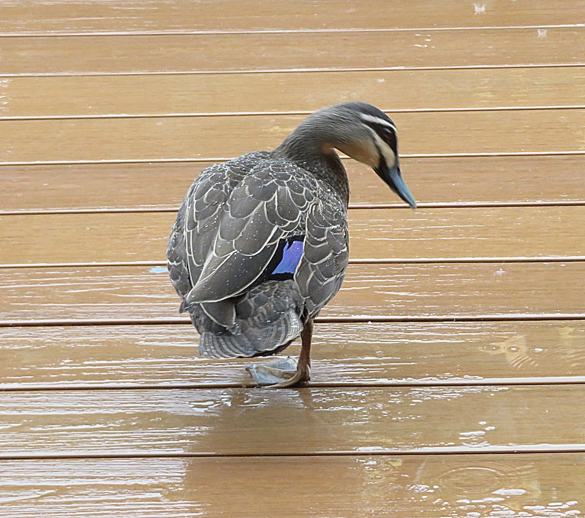 Pacific Black Duck - ML627421992