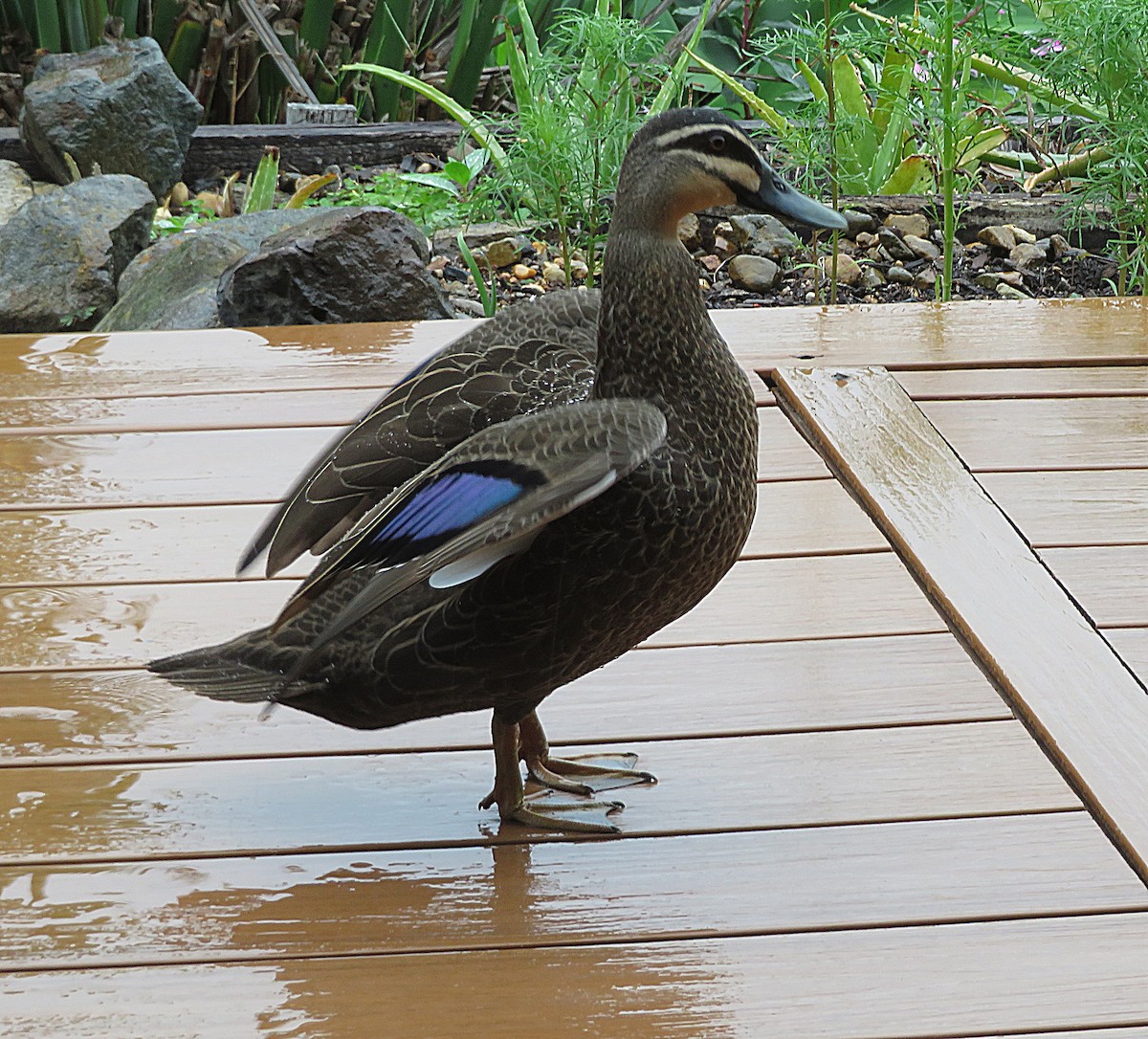 Pacific Black Duck - ML627421996