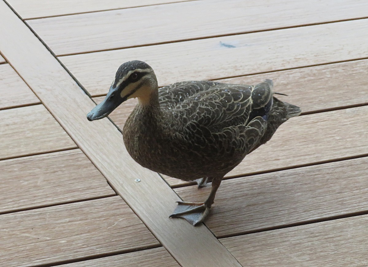 Pacific Black Duck - ML627421998