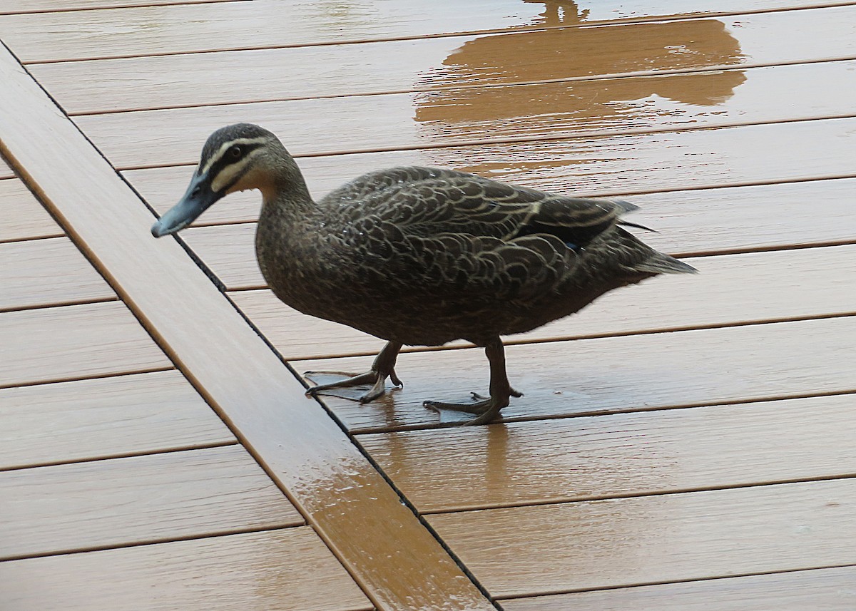 Pacific Black Duck - ML627422002