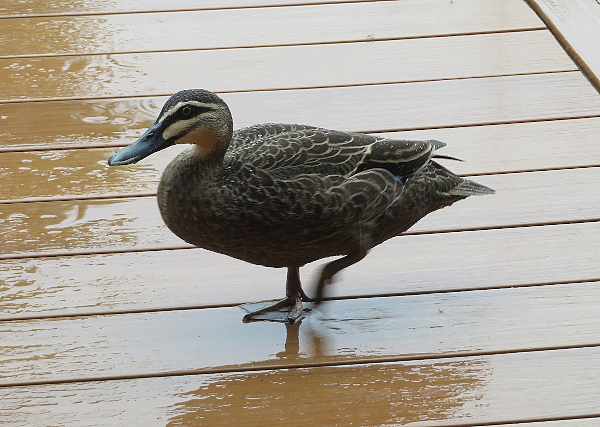 Pacific Black Duck - ML627422020
