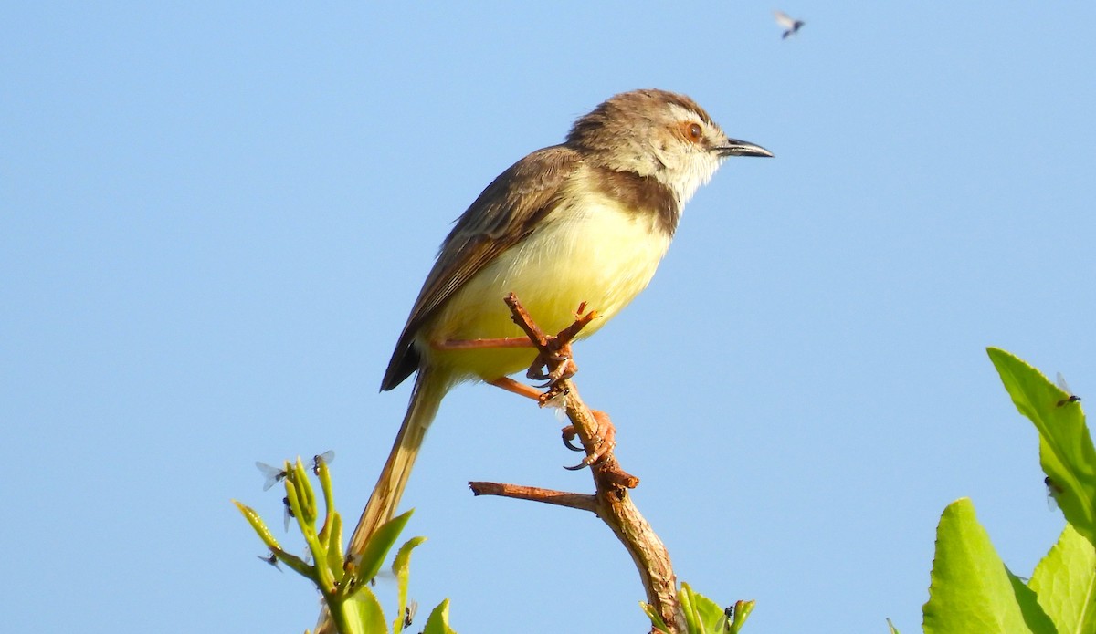 Prinia à plastron - ML627422060