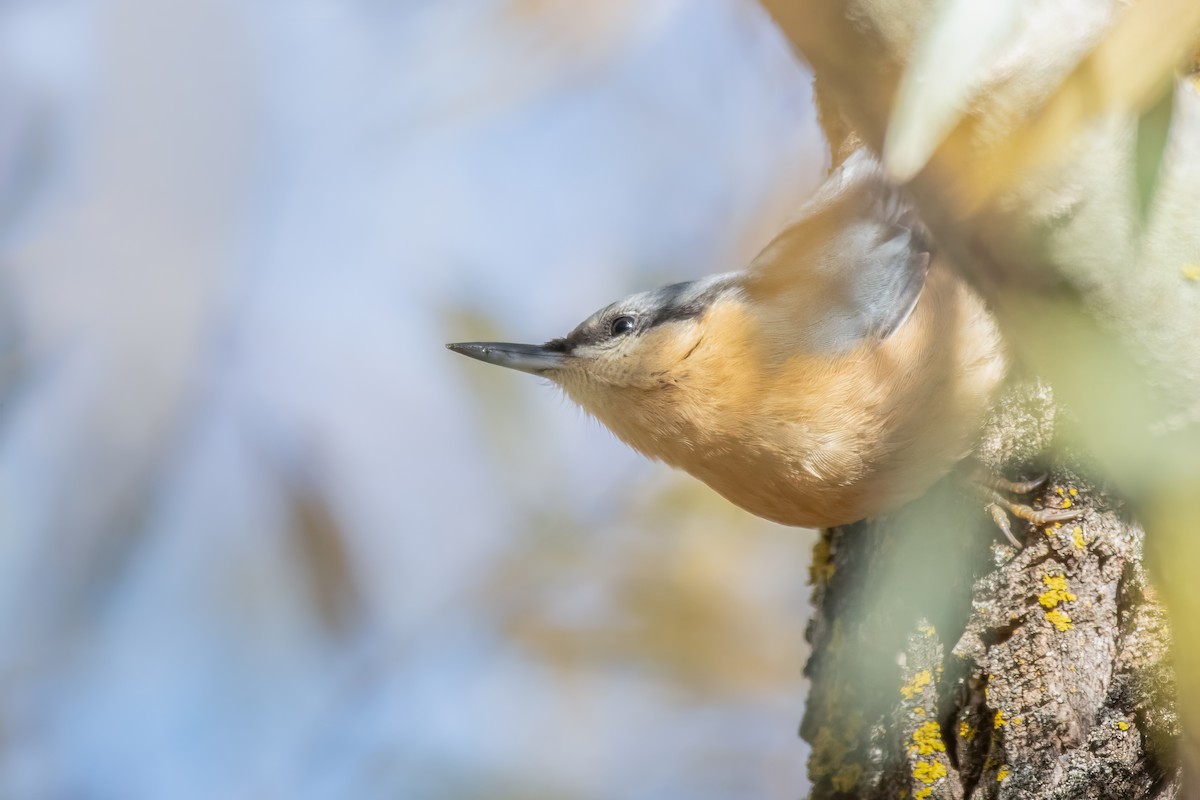 Eurasian Nuthatch - ML627422276
