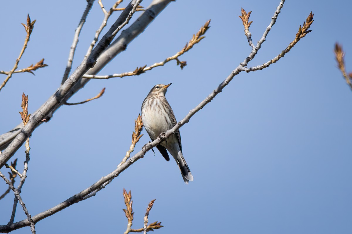 Water Pipit - ML627422280