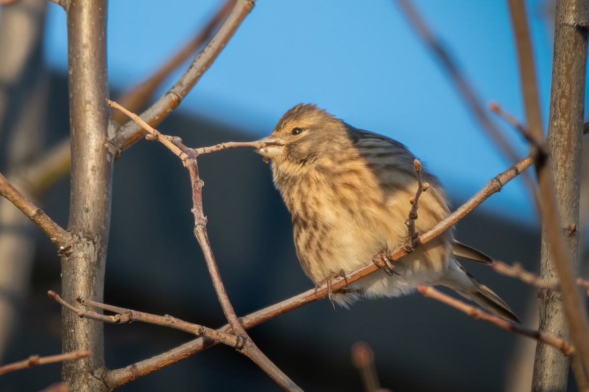 Eurasian Linnet - ML627422284
