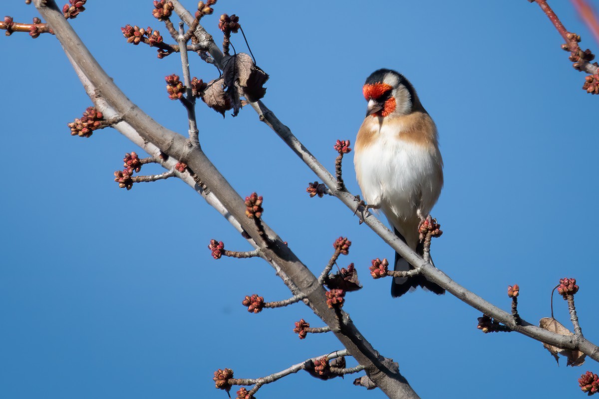 European Goldfinch - ML627422292