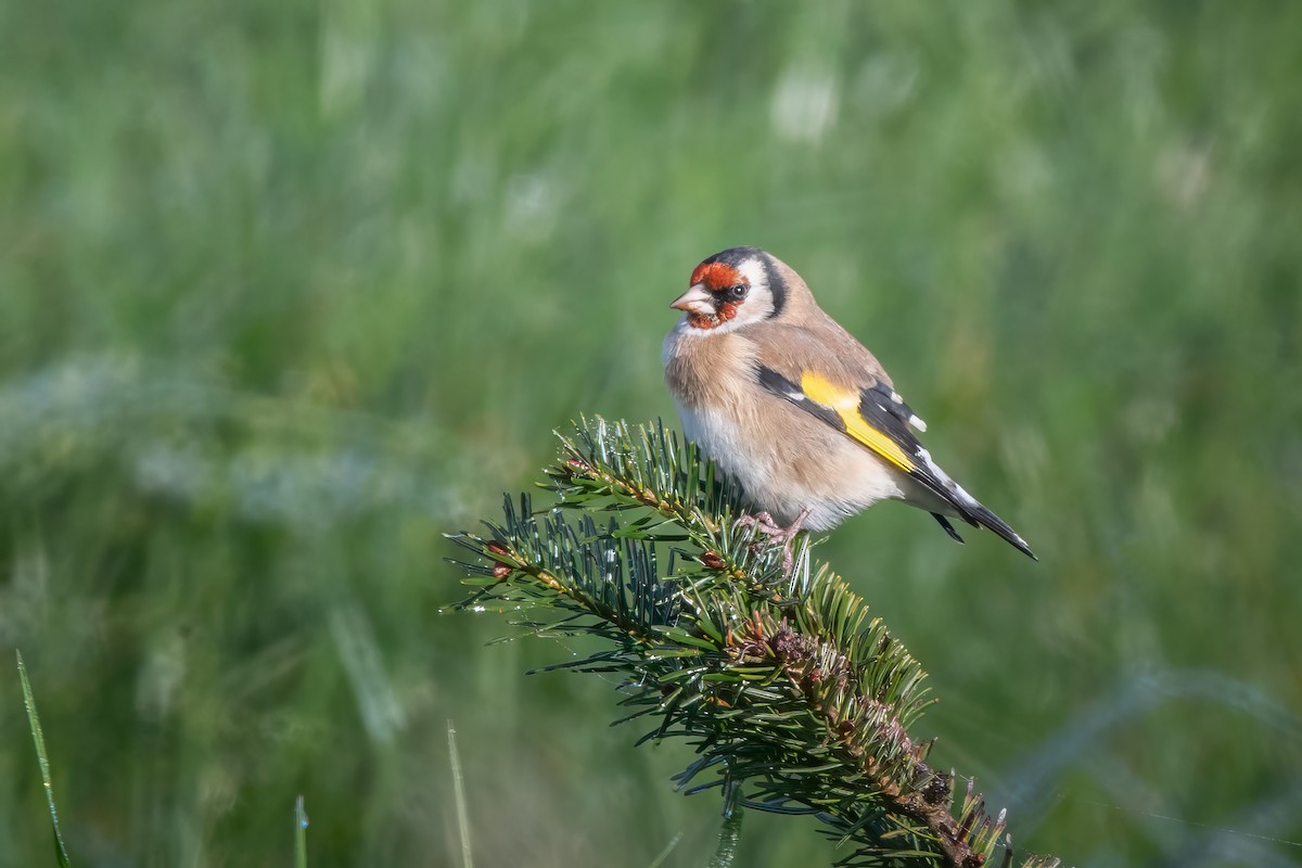 European Goldfinch - ML627422293