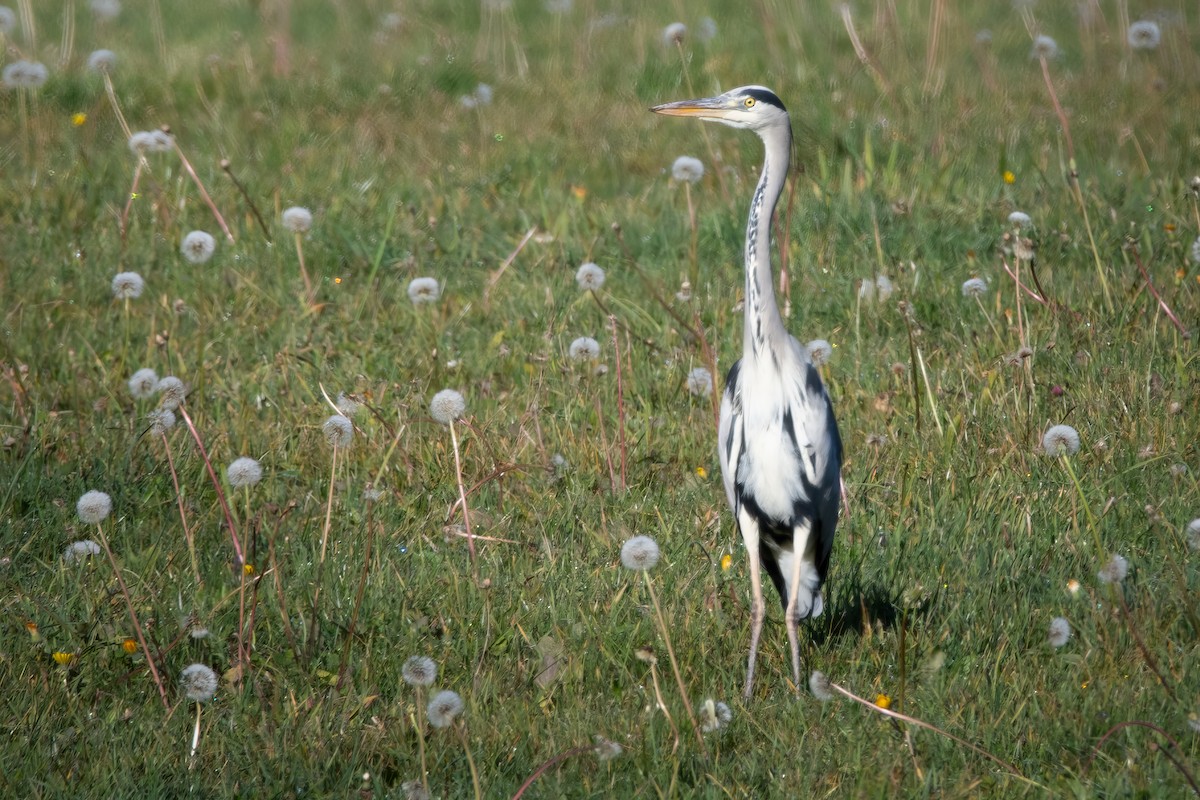 Gray Heron - ML627422304