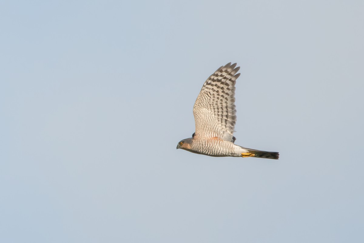 Eurasian Sparrowhawk - ML627422311