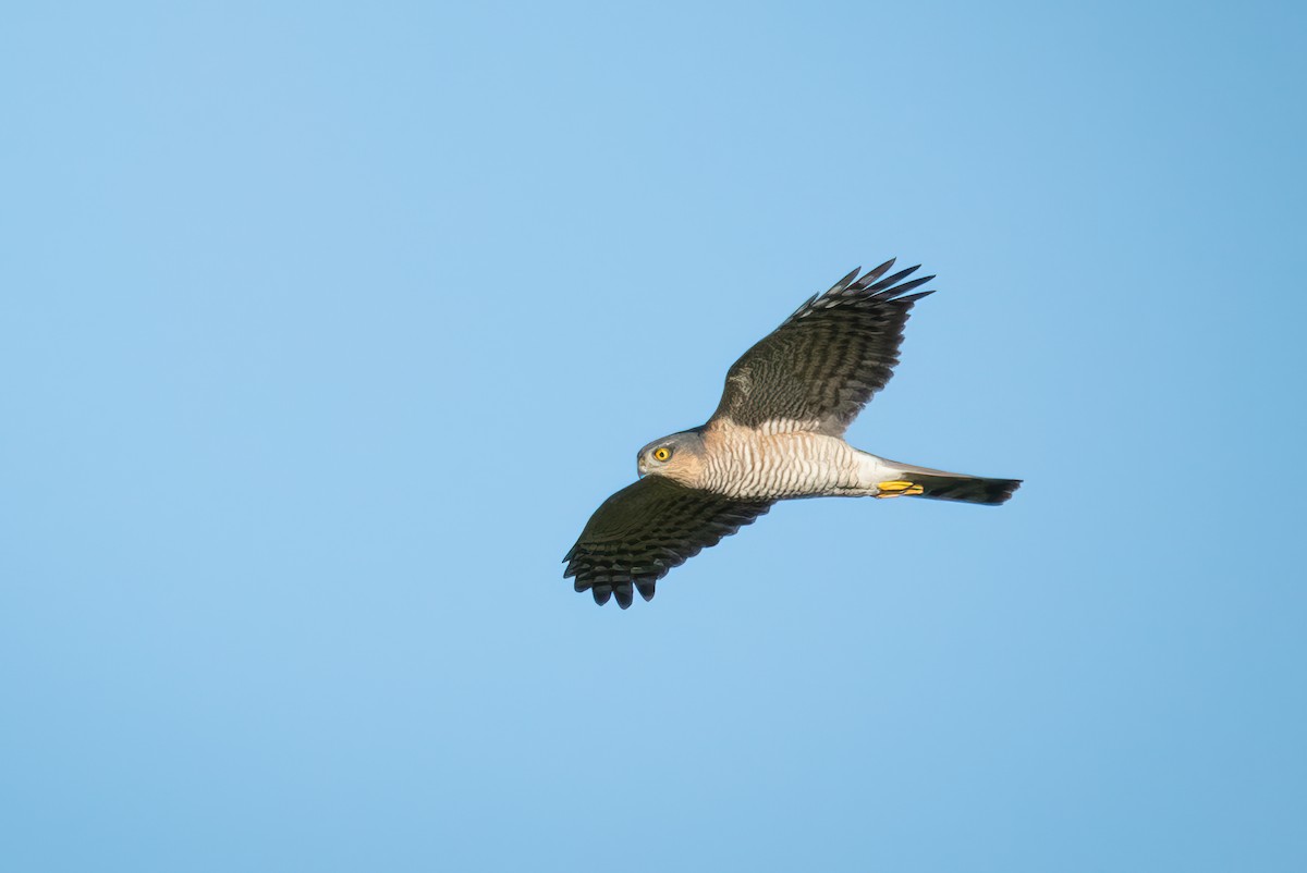Eurasian Sparrowhawk - ML627422312