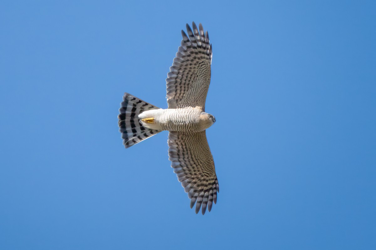 Eurasian Sparrowhawk - ML627422313