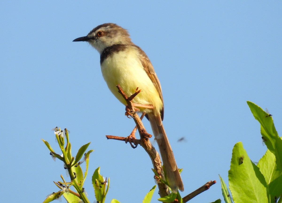 Prinia à plastron - ML627422516